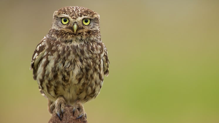 owl.jpg