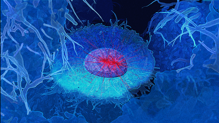 wehi-prophase-cell-746-419.png