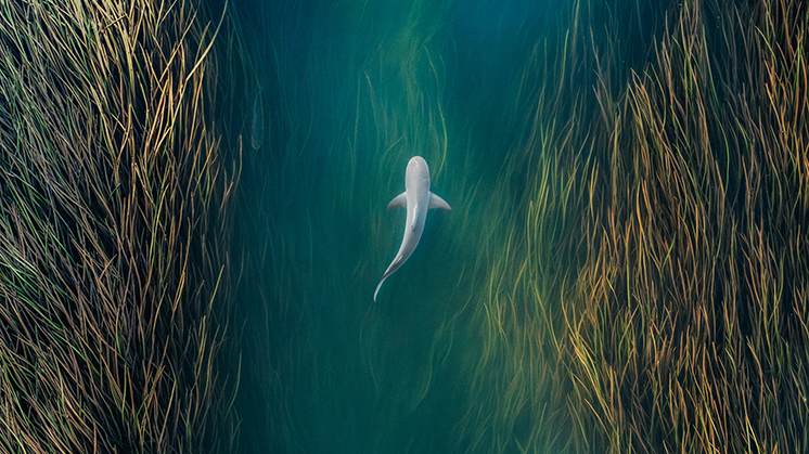 insight-shark-river-746-419-2156144850.png