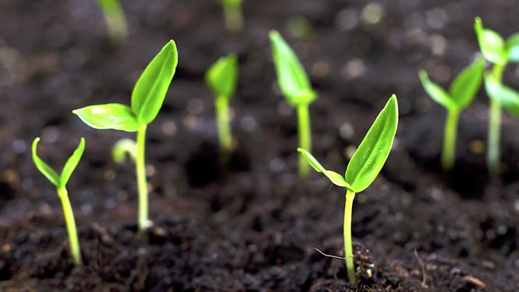 Small-caps-green-shoots-746x419.jpg
