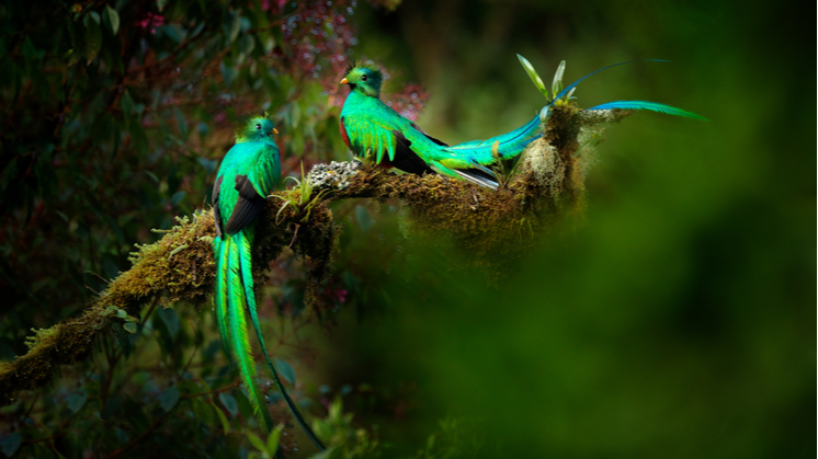 bird-green-sacred-746x419.png