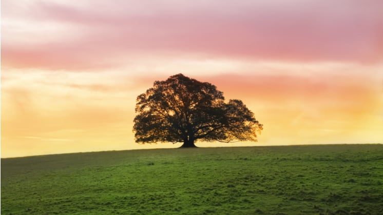Solitary-moreton-bay-fig-746x419.jpg